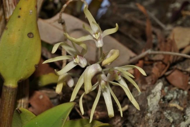 Dendrobium aemulum image