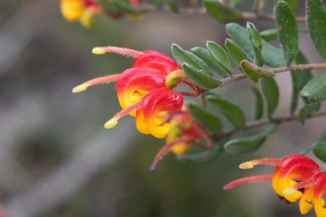 Grevillea alpina image