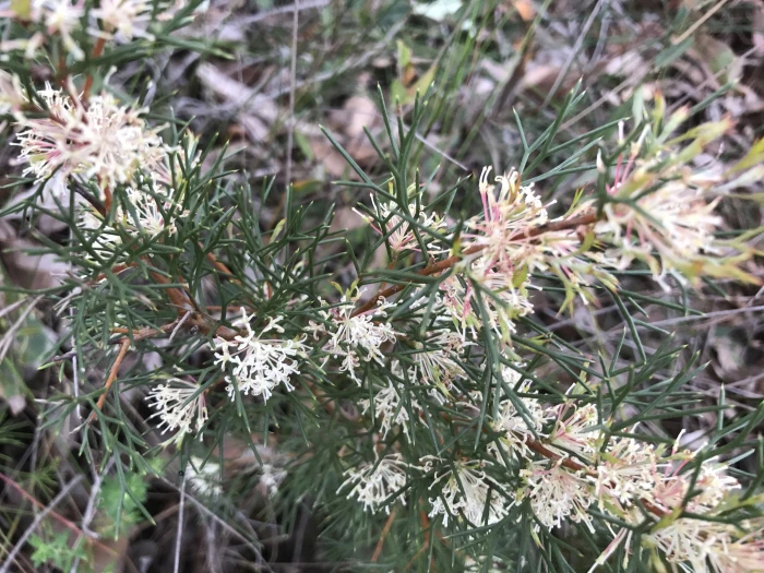 Grevillea curviloba image