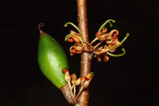 Hakea ceratophylla image