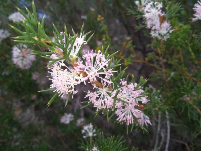 Hakea lissocarpha image