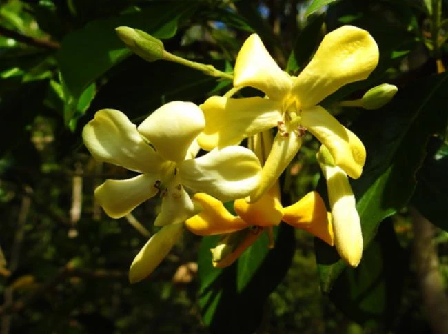 Hymenosporum flavum image