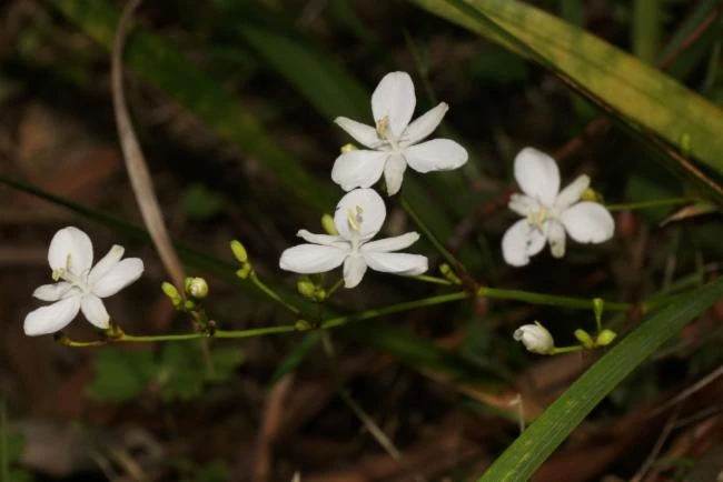 Libertia paniculata image