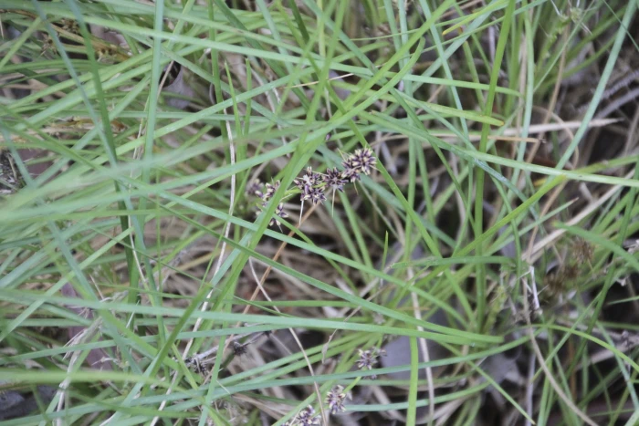 Lomandra confertifolia image
