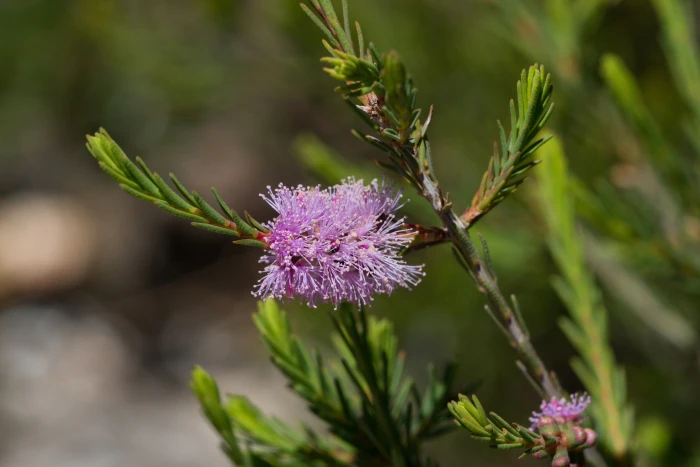 Melaleuca decussata image