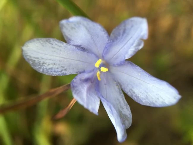 Orthrosanthus multiflorus image