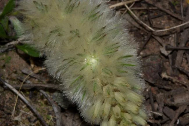 Ptilotus spathulatus image